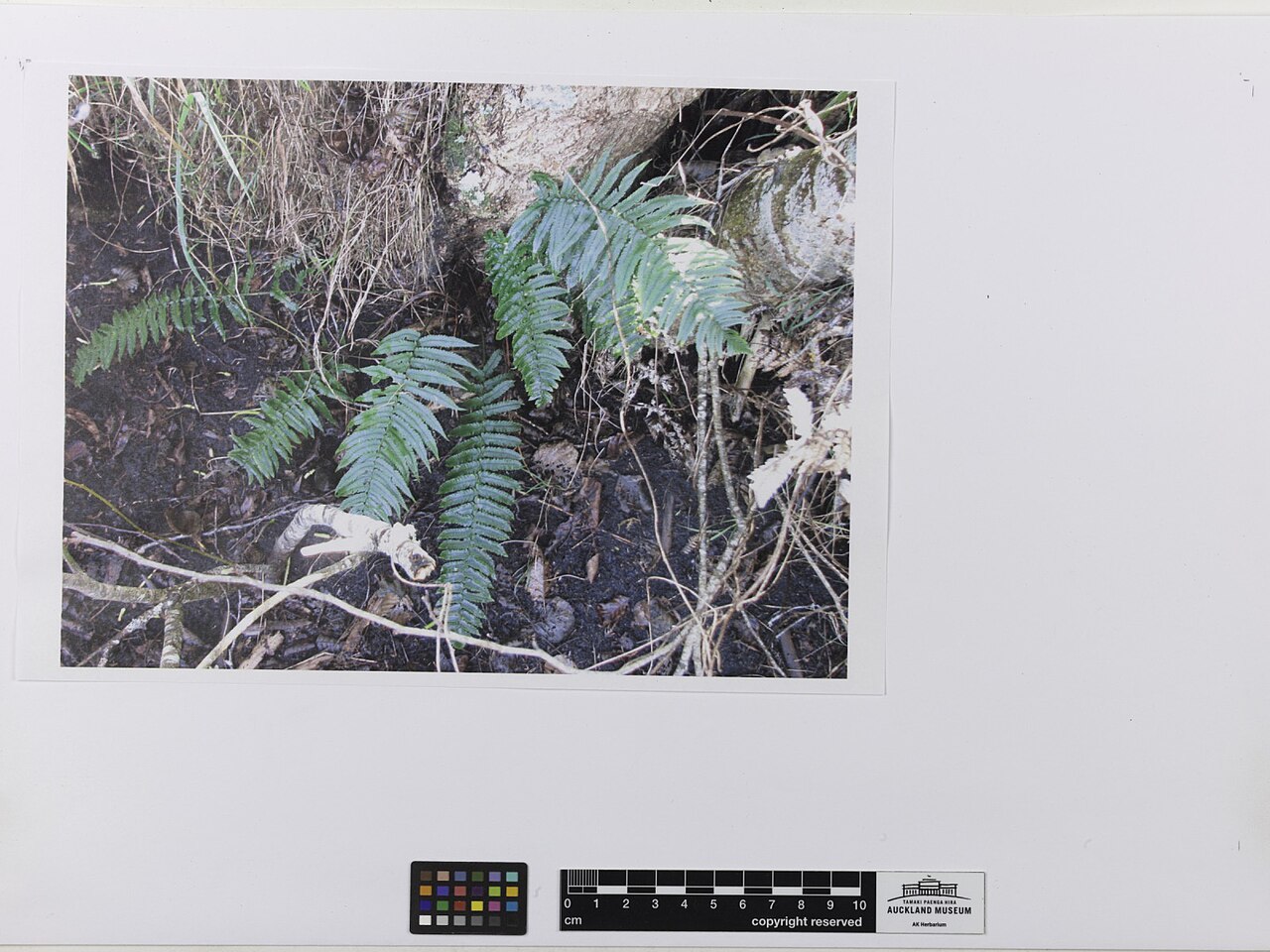Dryopteris cycadina (Dryopteris cycadina)