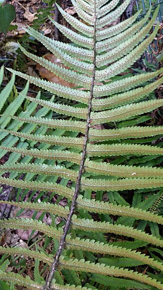 Dryopteris cycadina (Dryopteris cycadina)