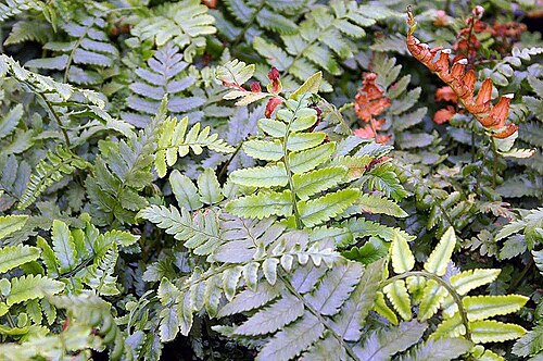 Dryopteris cycadina: Location taken: Behnke Nurseries, Potomac MD USA. Names: Dryopteris cycadina (Franch. & Sav.) C.Chr., Shaggy Shield Fern, 桫欏鱗毛 Classification: Plantae > Pterido