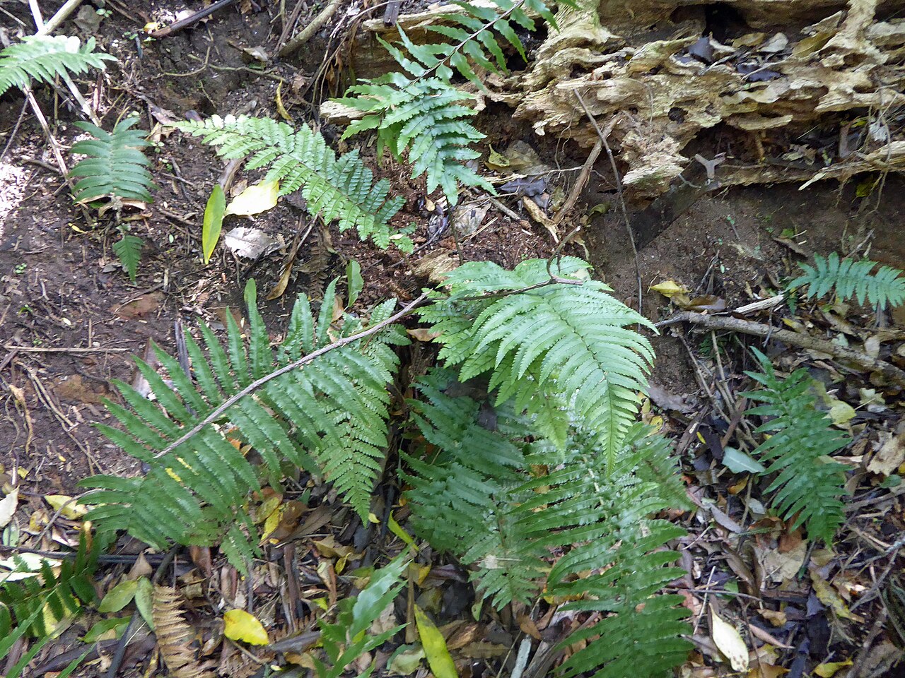 Dryopteris cycadina (Dryopteris cycadina)