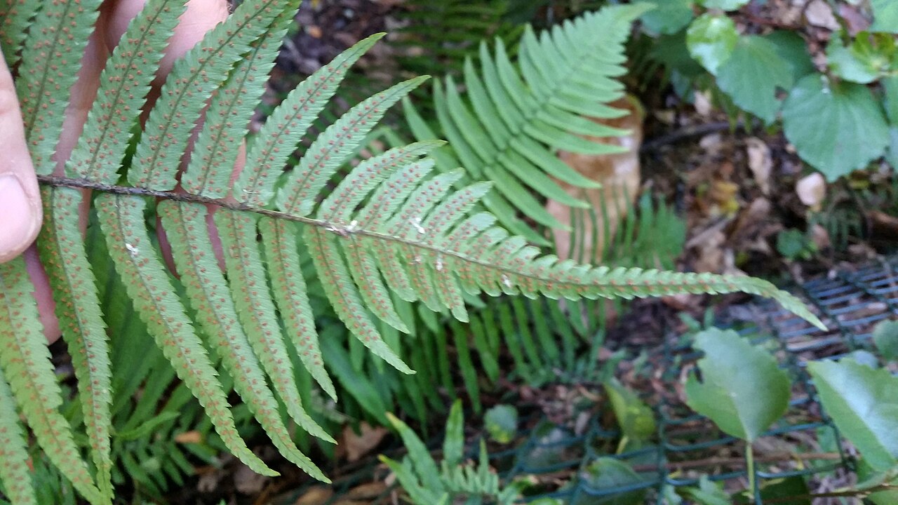 Dryopteris cycadina (Dryopteris cycadina)