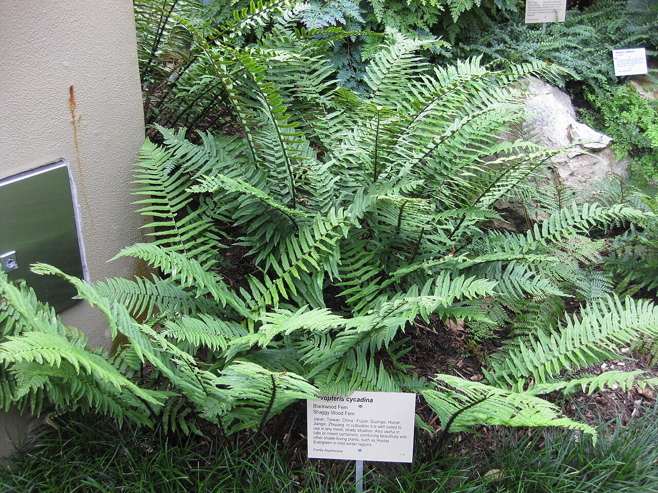 Dryopteris cycadina: This photo is from Gardenology.org and is available under CC-BY-SA 3.0 license. If you use it, please include attribution to Gardenology.org, with a link if the