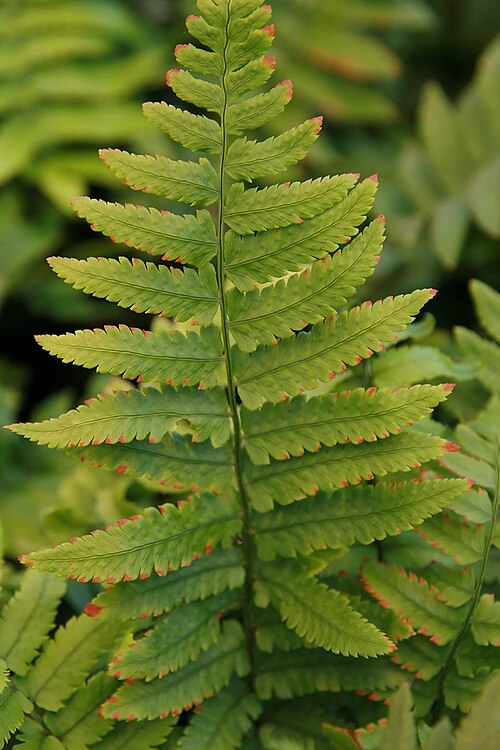 Dryopteris cycadina: Location taken: Merrifield Garden Center, Fairfax VA USA. Names: Dryopteris cycadina (Franch. & Sav.) C.Chr., Shaggy Shield Fern, 桫欏鱗毛 Classification: Plantae >