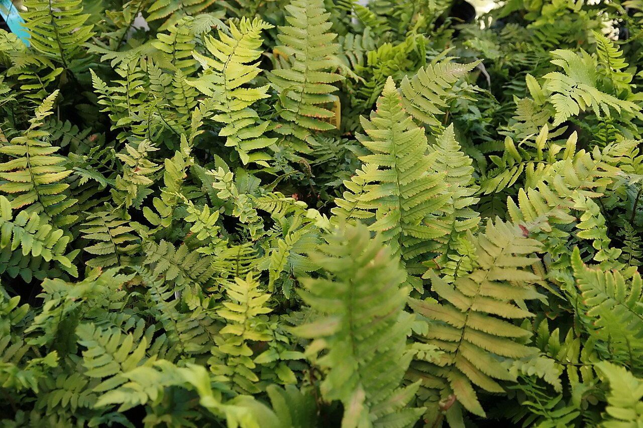 Dryopteris cycadina: Location taken: Merrifield Garden Center, Fairfax VA USA. Names: Dryopteris cycadina (Franch. & Sav.) C.Chr., Shaggy Shield Fern, 桫欏鱗毛 Classification: Plantae >