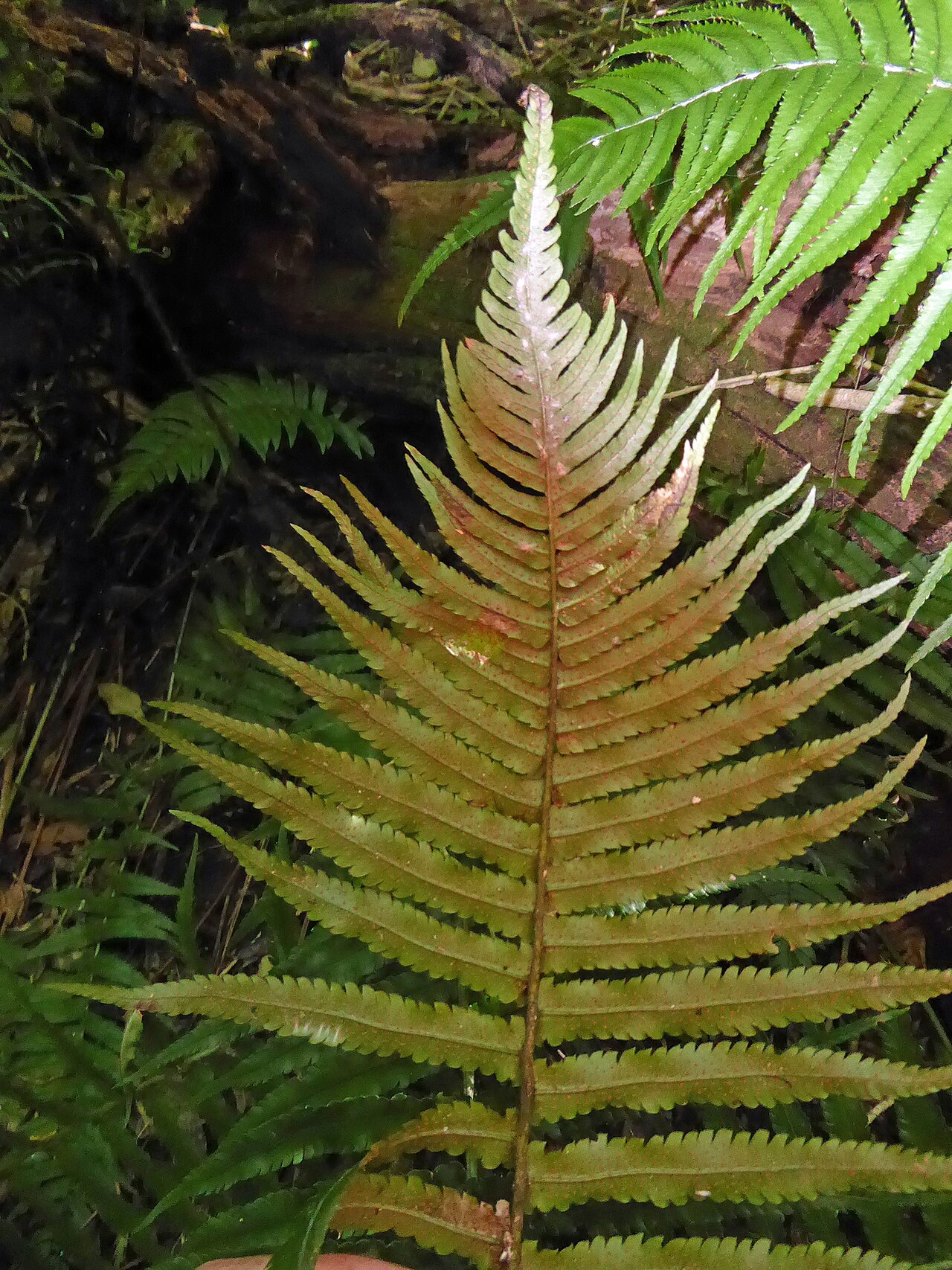 Dryopteris cycadina (Dryopteris cycadina)