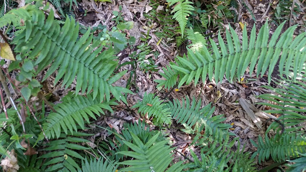Dryopteris cycadina (Dryopteris cycadina)
