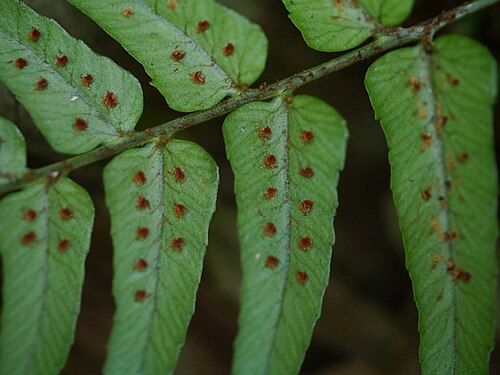 Dryopteris decipiens: 2016/02/28 和歌山県田辺市:Tanabe City. Wakayama Pref. Japan