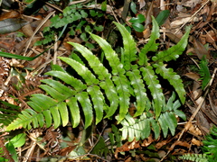 Dryopteris decipiens (Dryopteris decipiens)