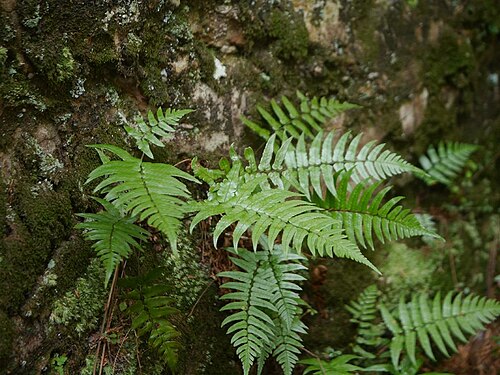 Dryopteris decipiens: 2016/02/28 和歌山県田辺市:Tanabe City. Wakayama Pref. Japan