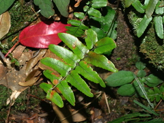 Dryopteris decipiens (Dryopteris decipiens)