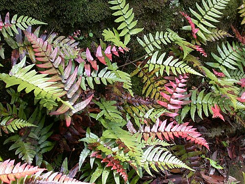 Dryopteris decipiens: 2007/06/10 和歌山県田辺市:Tanabe City. Wakayama Pref. Japan