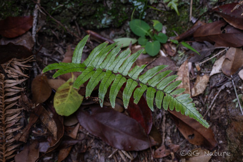 Dryopteris decipiens (Dryopteris decipiens)