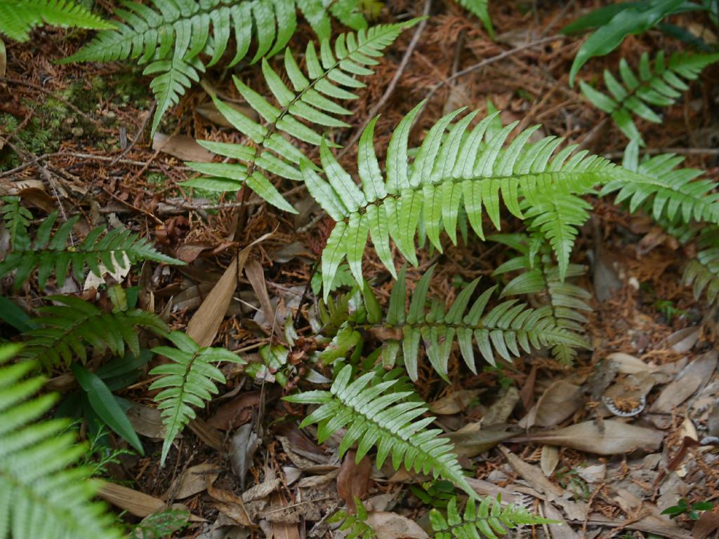 Dryopteris decipiens: 2016/02/28 和歌山県田辺市:Tanabe City. Wakayama Pref. Japan