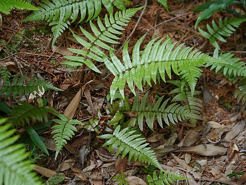 Dryopteris decipiens: 2016/02/28 和歌山県田辺市:Tanabe City. Wakayama Pref. Japan