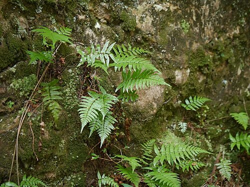 Dryopteris decipiens: 2016/02/28 和歌山県田辺市:Tanabe City. Wakayama Pref. Japan