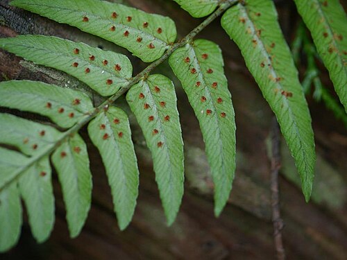 Dryopteris decipiens: 2016/02/28 和歌山県田辺市:Tanabe City. Wakayama Pref. Japan