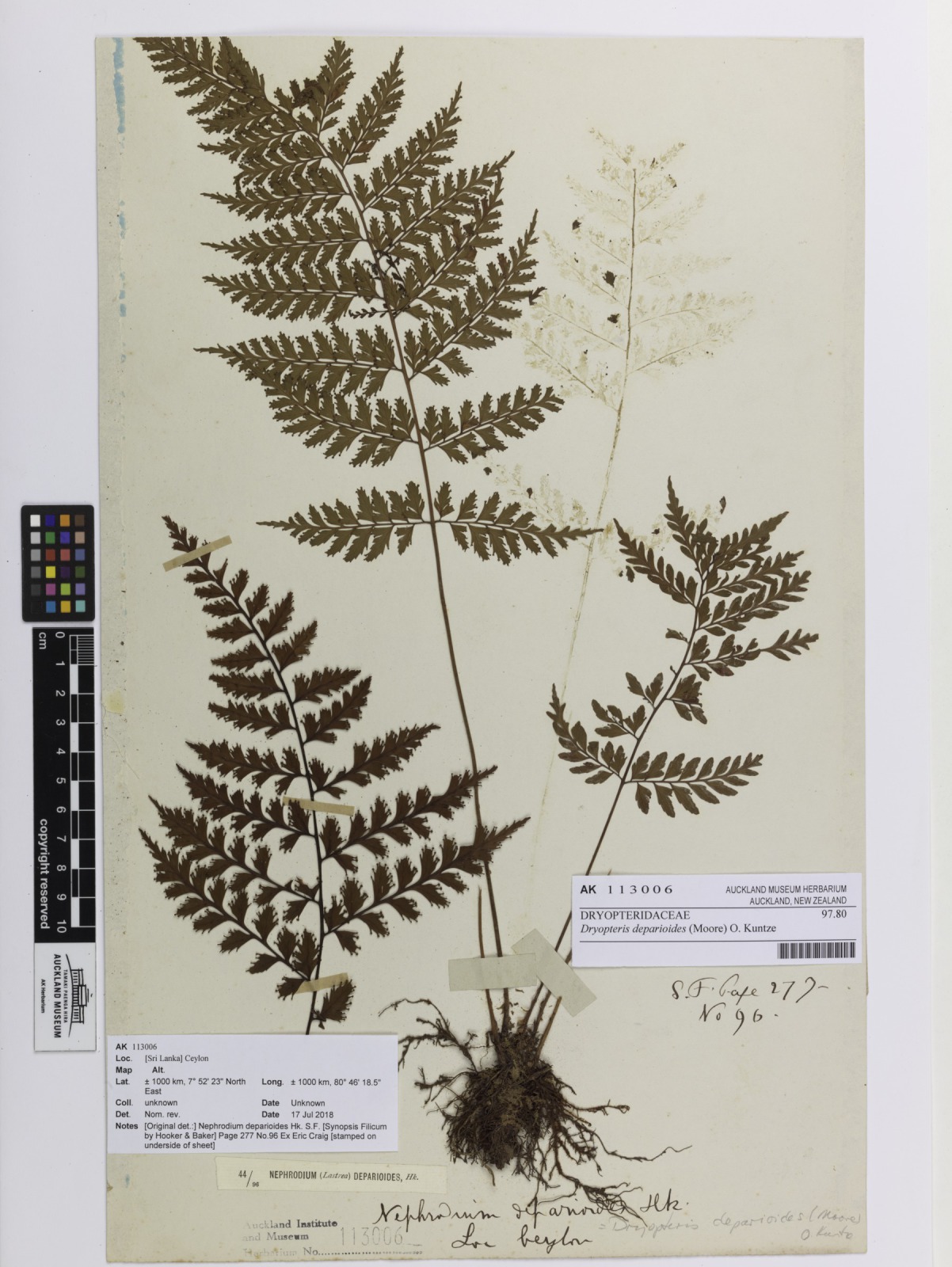 Dryopteris deparioides (Dryopteris deparioides)