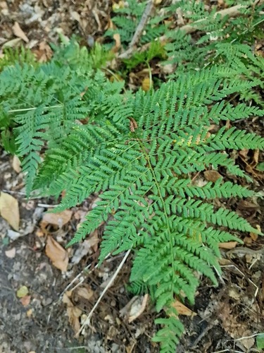 Broad buckler-fern (Dryopteris dilatata)
