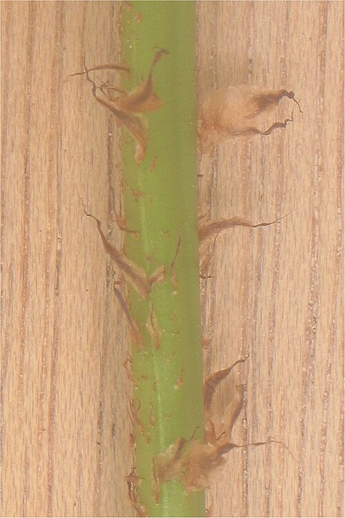 Broad buckler-fern: Dryopteris dilatata