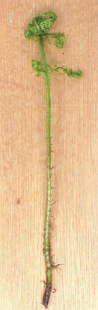 Broad buckler-fern: Dryopteris dilatata
