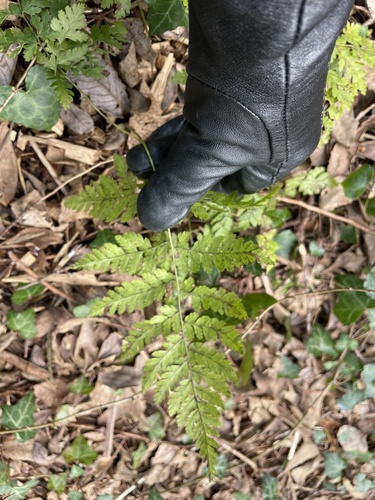 Broad buckler-fern (Dryopteris dilatata)