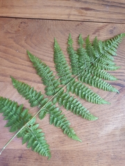 Broad buckler-fern (Dryopteris dilatata)