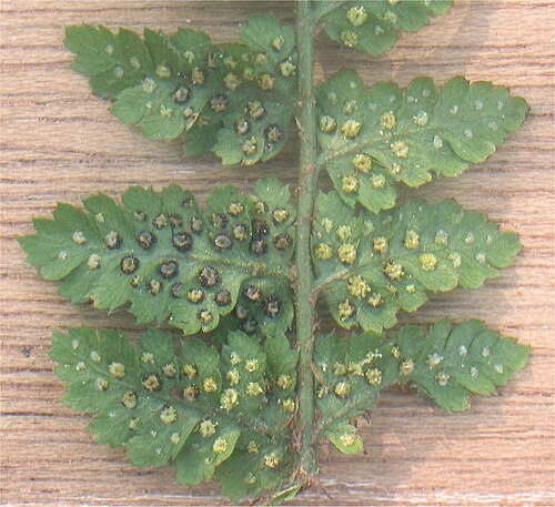 Broad buckler-fern: Dryopteris dilatata sori