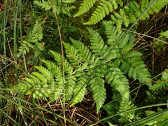 Broad buckler-fern (Dryopteris dilatata)