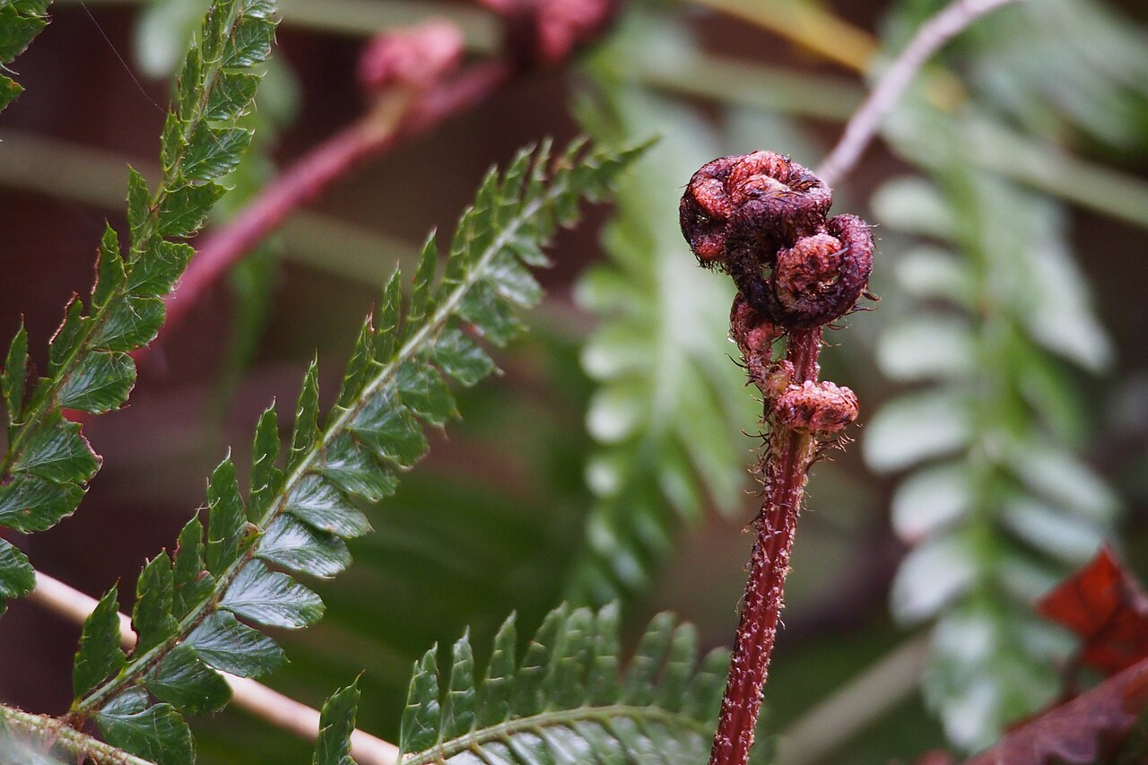 Autumn fern: ベニシダ.