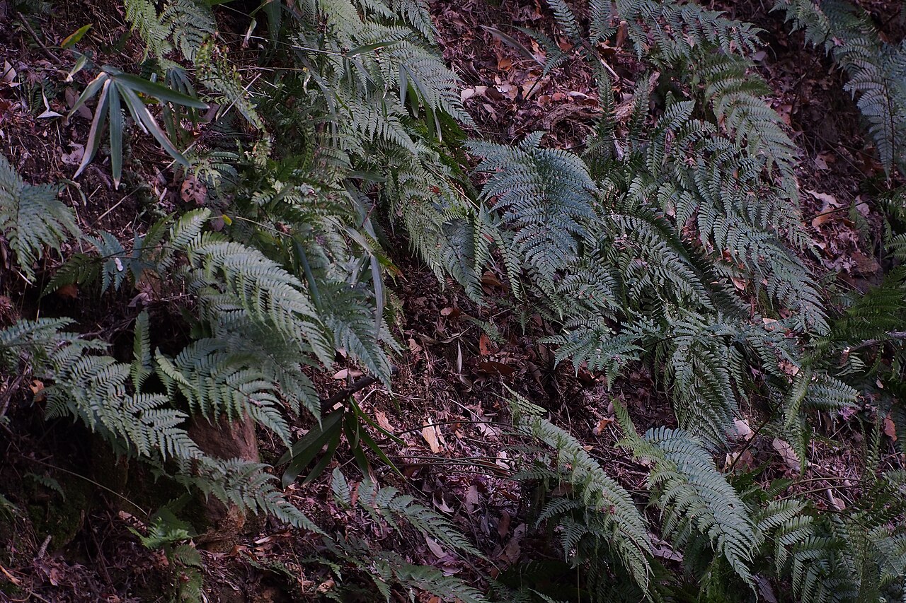 Autumn fern: ベニシダ. www.inaturalist.org/calendar/harumkoh/2015/1/3
