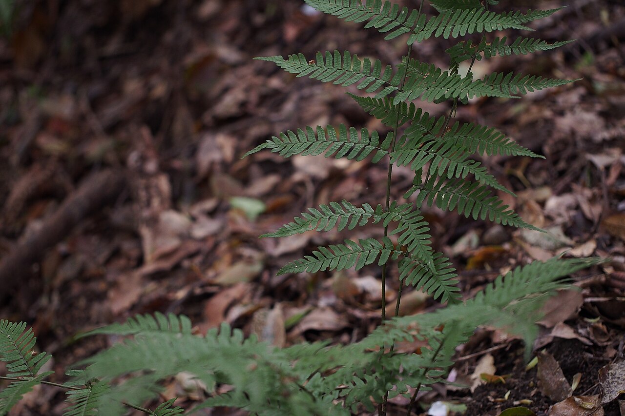 Autumn fern: I felt something different but may be common Autumn fern.