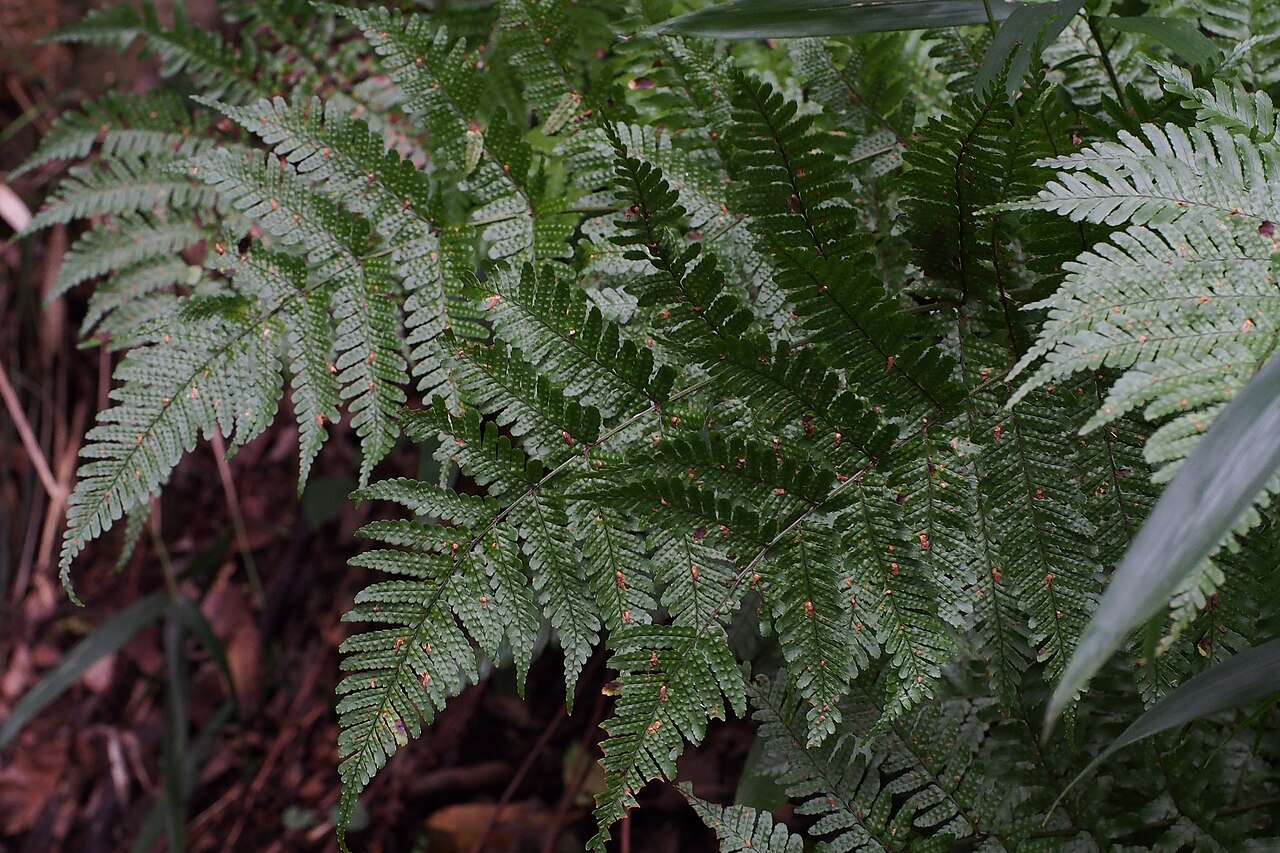 Autumn fern: www.inaturalist.org/calendar/harumkoh/2014/9/25