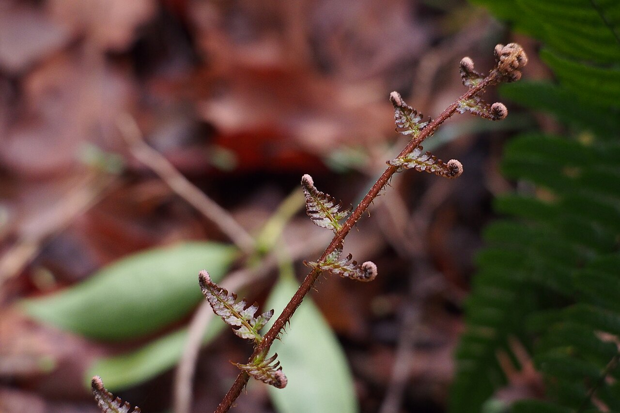 Autumn fern: ベニシダ.