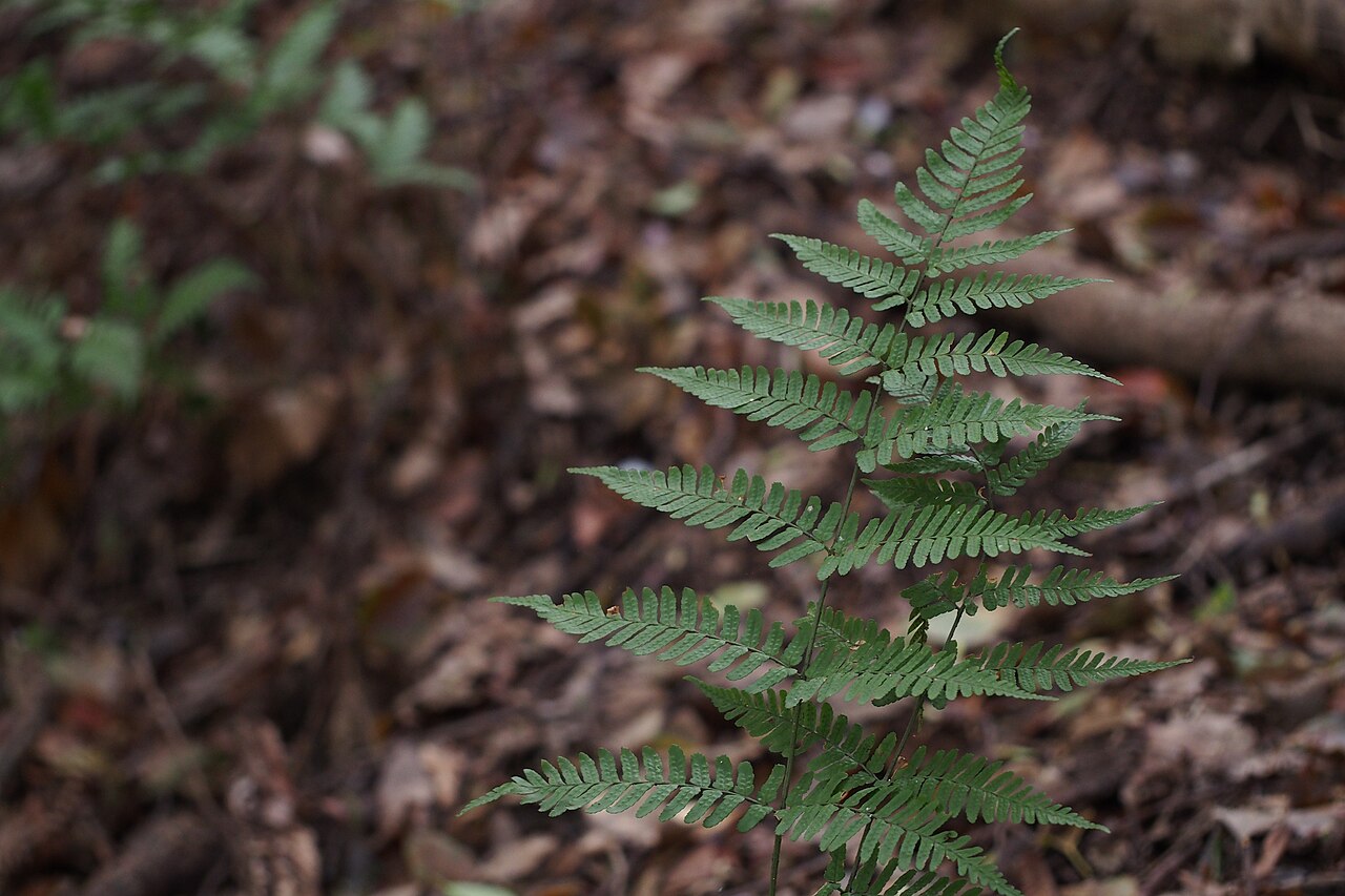 Autumn fern: I felt something different but may be common Autumn fern.