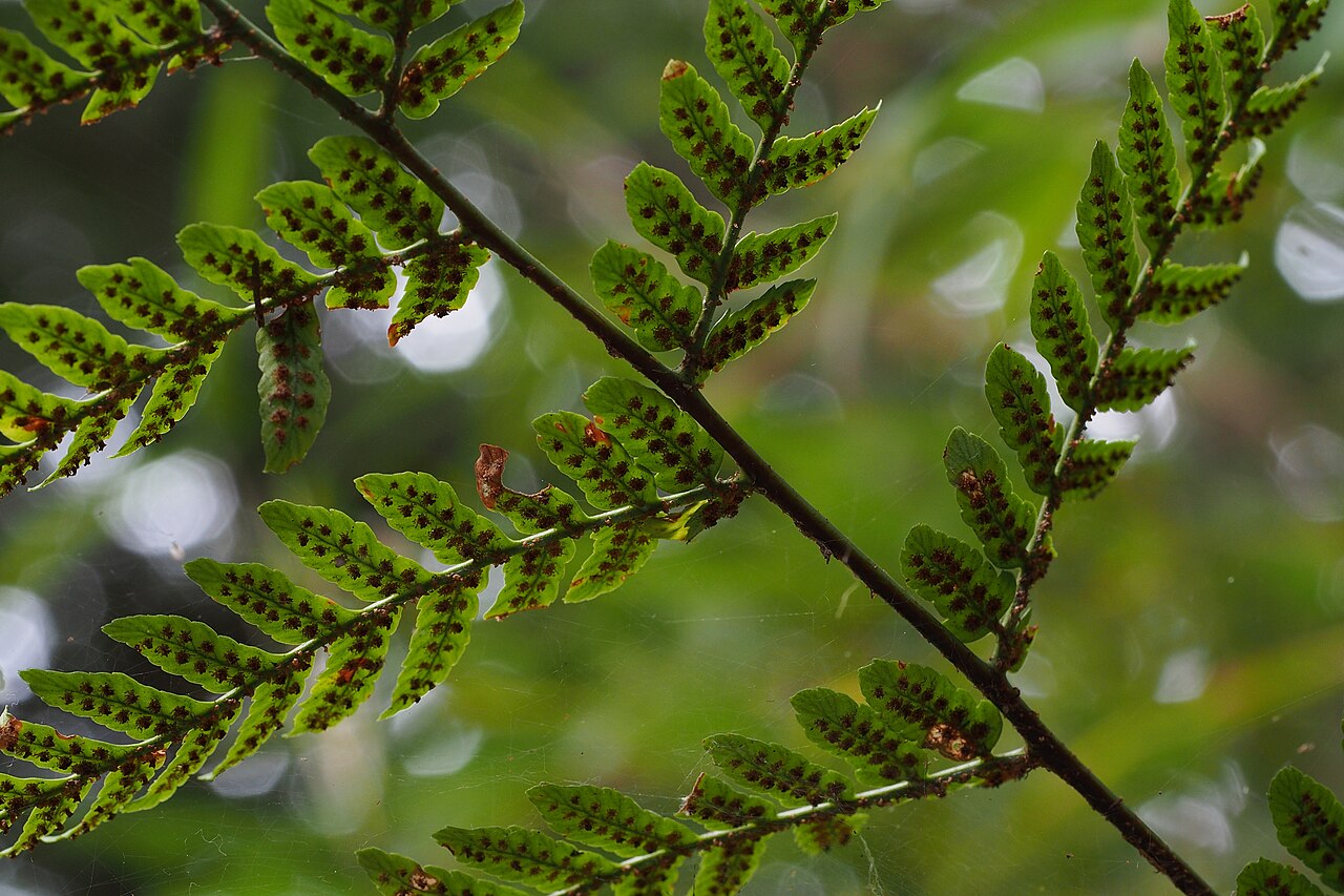 Autumn fern: www.inaturalist.org/calendar/harumkoh/2014/10/11