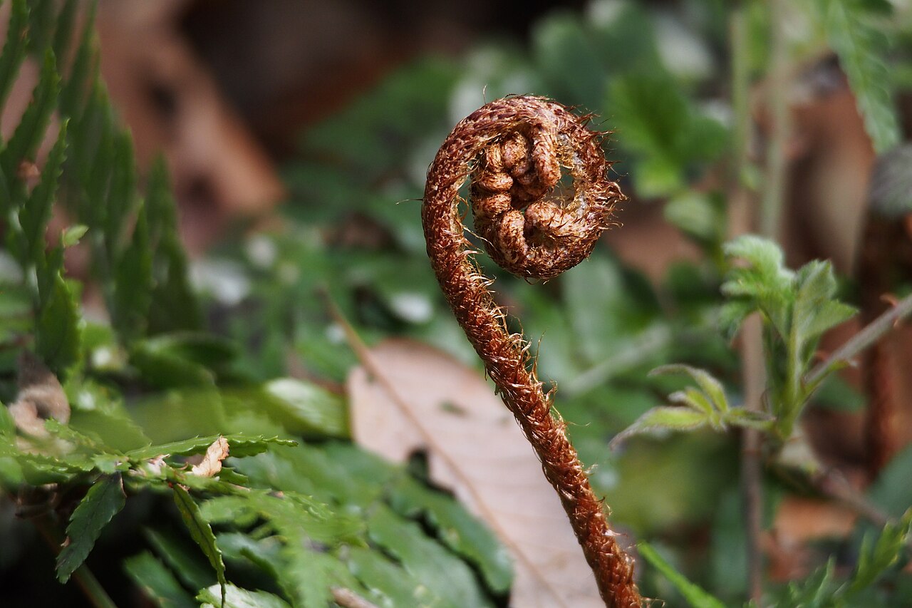 Autumn fern: ベニシダ.