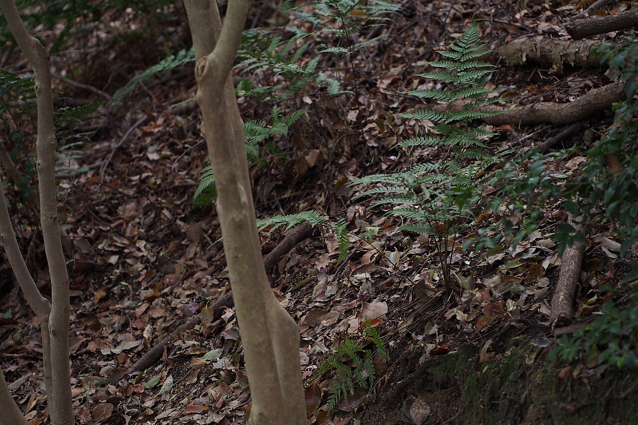 Autumn fern: I felt something different but may be common Autumn fern.
