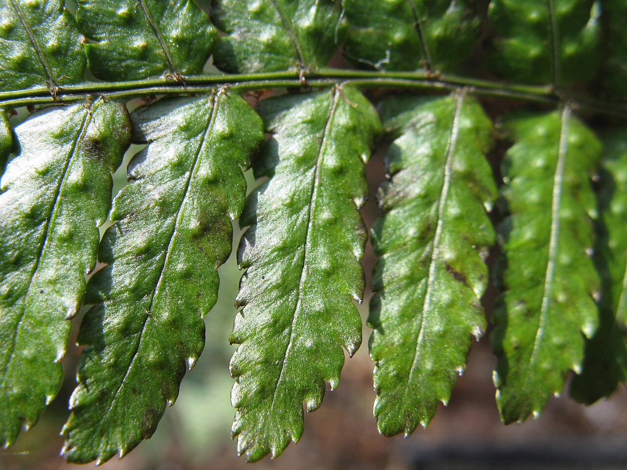 Autumn fern: ベニシダ