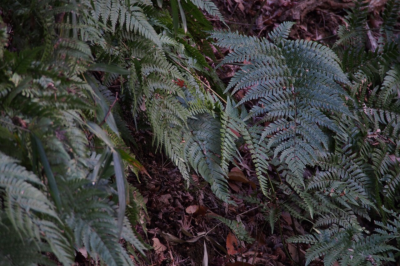 Autumn fern: ベニシダ. www.inaturalist.org/calendar/harumkoh/2015/1/3