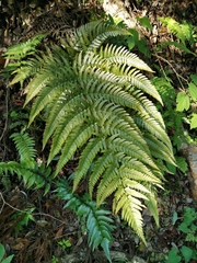 Dryopteris erythrovaria (Dryopteris erythrovaria)