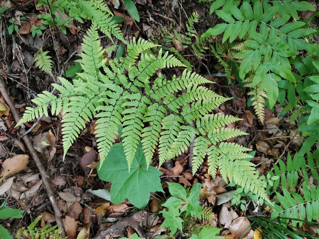 Dryopteris erythrovaria (Dryopteris erythrovaria)