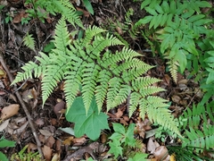 Dryopteris erythrovaria (Dryopteris erythrovaria)