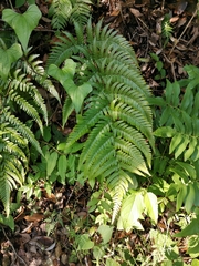 Dryopteris erythrovaria (Dryopteris erythrovaria)
