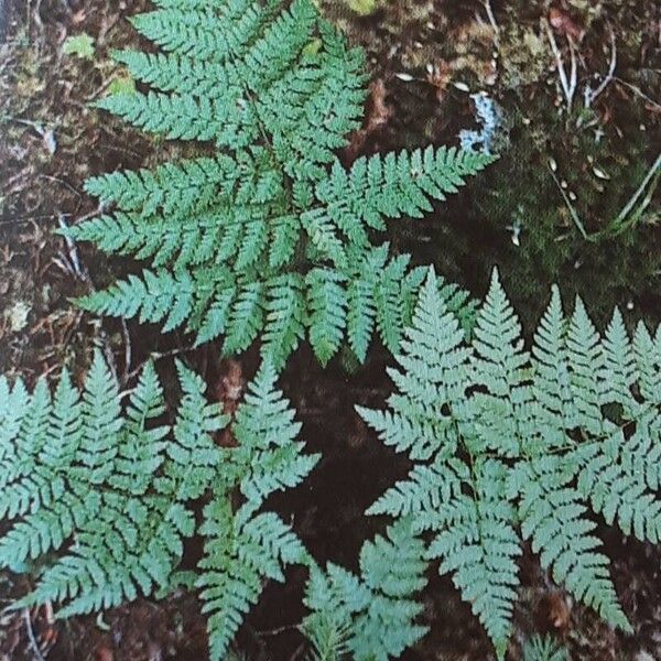 Spreading woodfern (Dryopteris expansa)