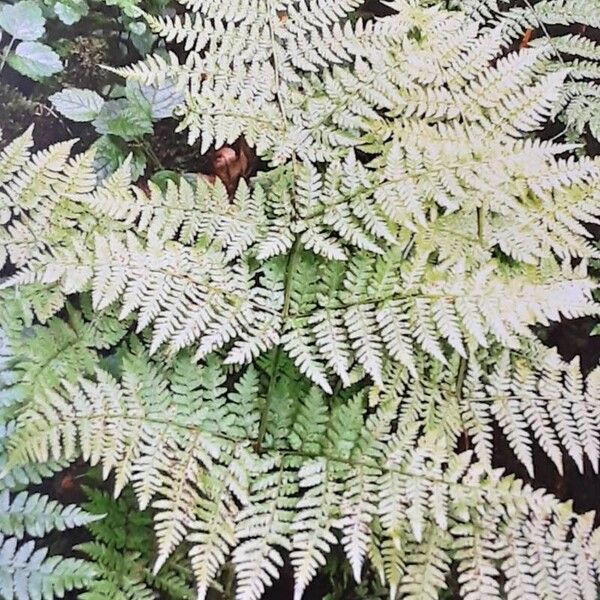 Spreading woodfern (Dryopteris expansa)