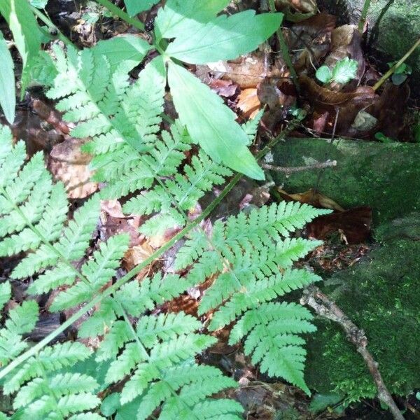 Spreading woodfern (Dryopteris expansa)