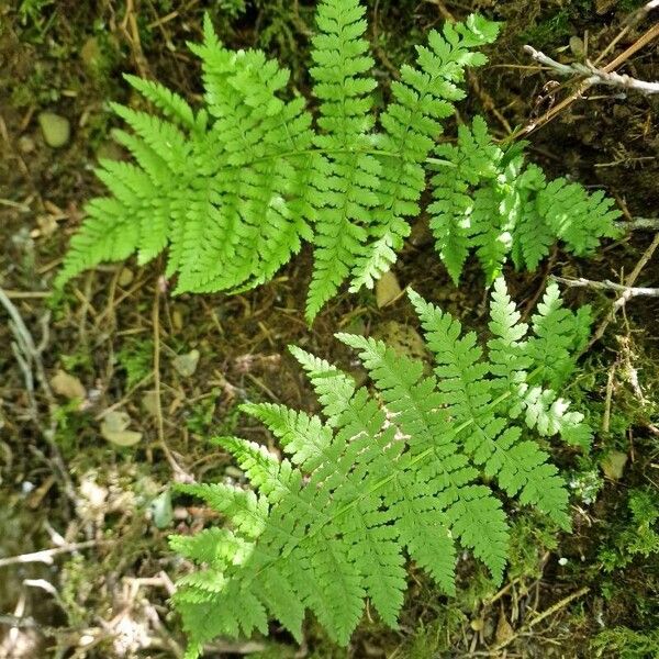 Spreading woodfern (Dryopteris expansa)
