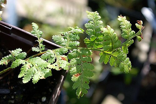 Spreading woodfern: Location taken: Merrifield Garden Center, Merrifield VA USA. Names: Dryopteris expansa (C. Presl) Fraser-Jenk. & Jermy, Alpine Buckler Fern, Arching Wood Fern,