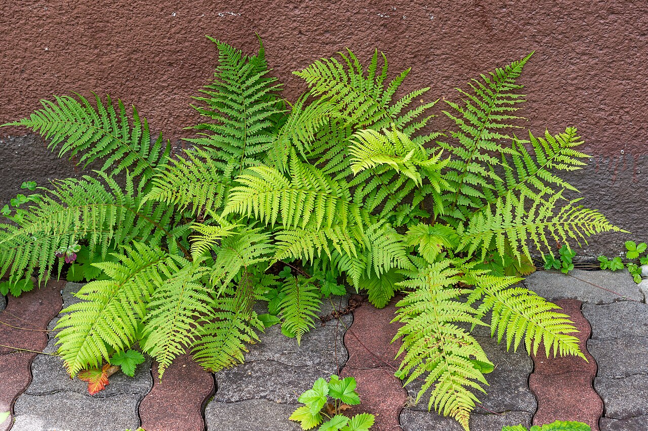 Male fern: Dryopteris filix-mas on 10.-Oktober-Straße #69 in Winklern, municipality Pörtschach am Wörther See , district Klagenfurt Land, Carinthia , Austria , EU
