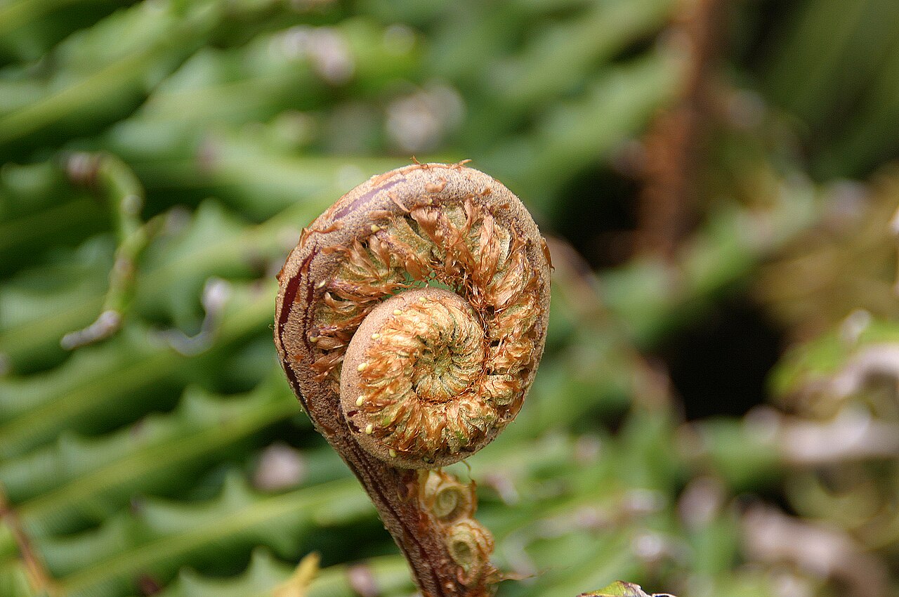 Male fern: Eigerollter junger Farnwedel der Pflanzenbezeichnung „Echter Wurmfarn“, eine Unterart der Gattung Dryopteris (Wurmfarne).